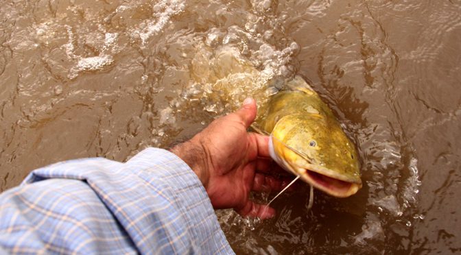 Pesque e Solte começa dia 1° de fevereiro na calha dos rios Paraguai e Paraná