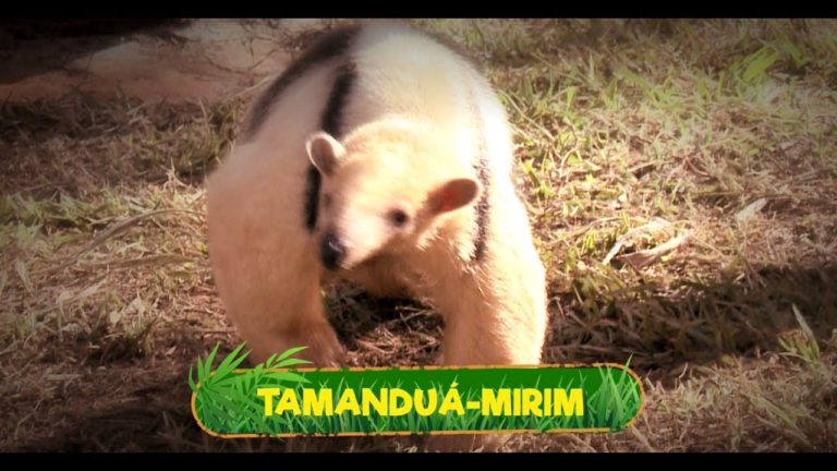 tamandua-mirim