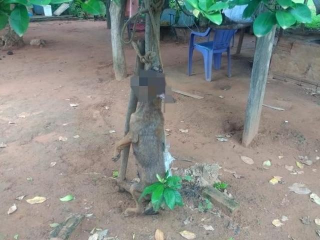 Idoso amarra cadela em árvore e mata animal a golpes de machado