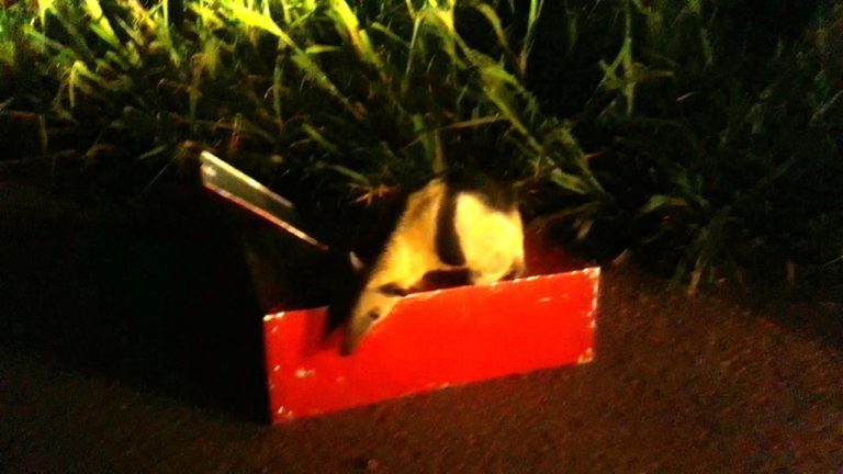 Bombeiros resgatam tamanduá-mirim em residência no Popular Velha