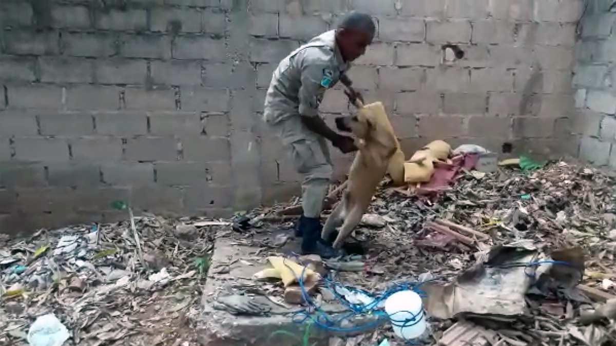 Você está visualizando atualmente Bombeiros resgatam cachorro que caiu em fossa de casa abandonada no Cristo Redentor