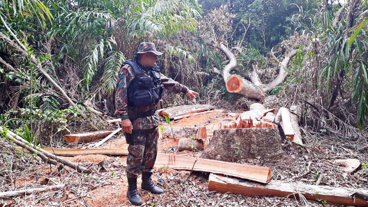 Leia mais sobre o artigo Produtor rural é autuado por exploração ilegal de madeira em área de proteção ambiental no Pantanal