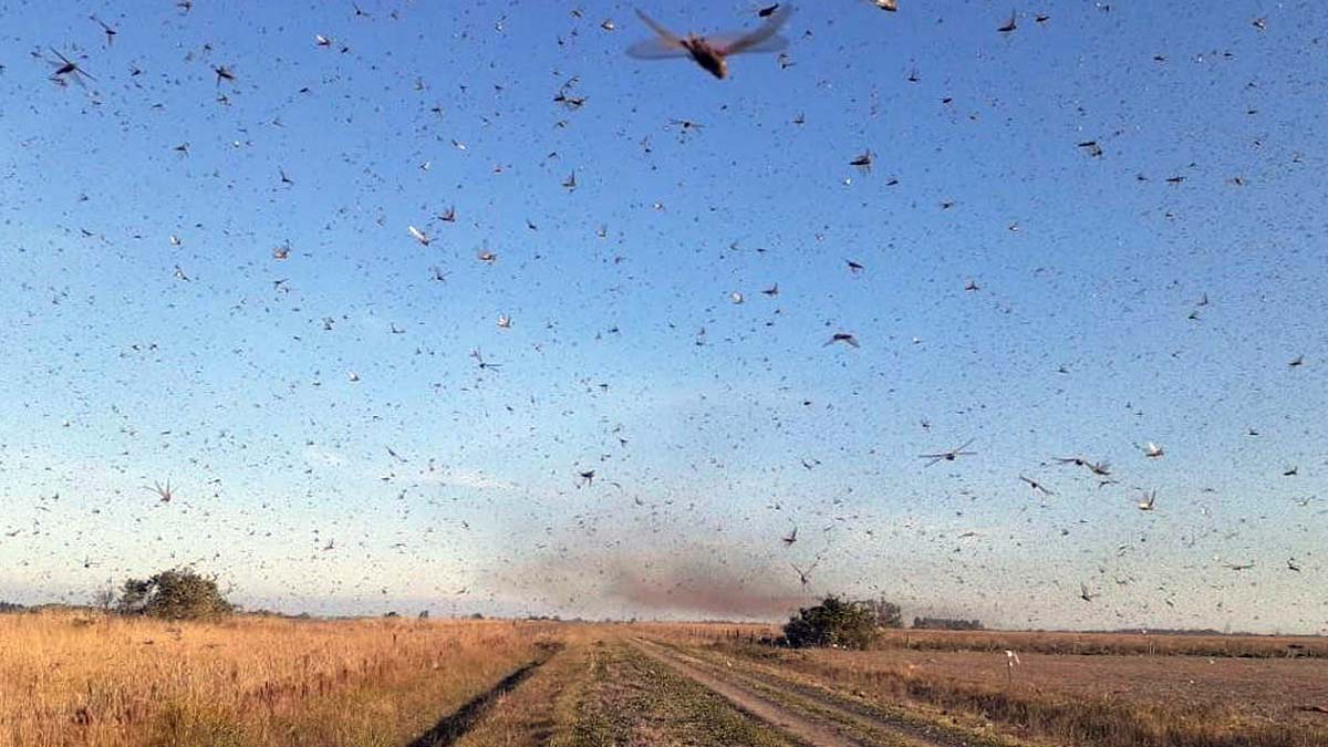 Nuvem de gafanhotos: governo brasileiro declara emergência fitossanitária