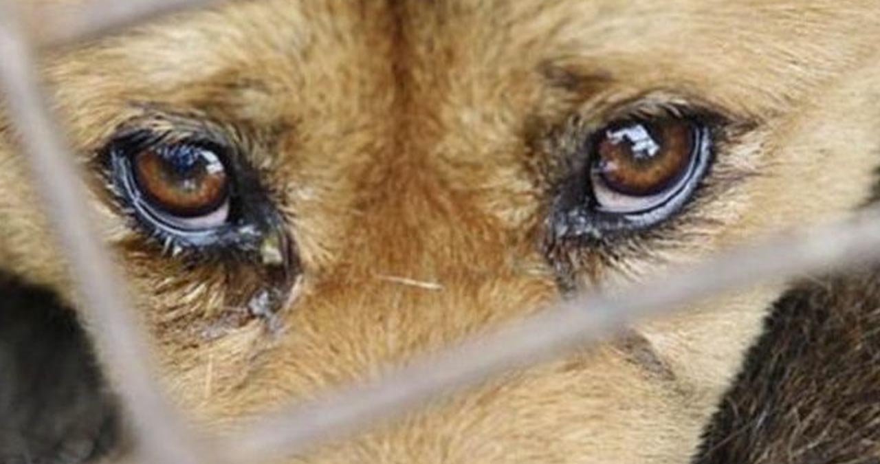 maus-tratos a animais em MS