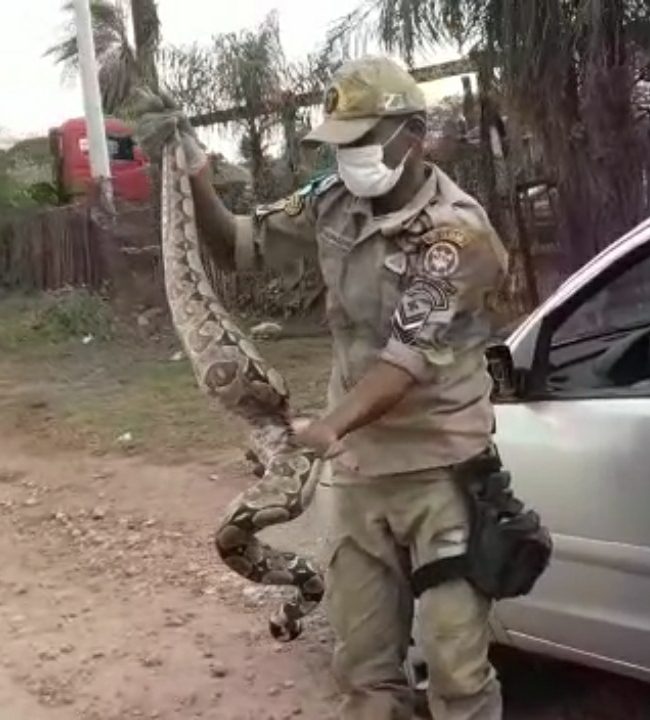 Jibóia de 1,70m é achada em baixo de carro em Ladário