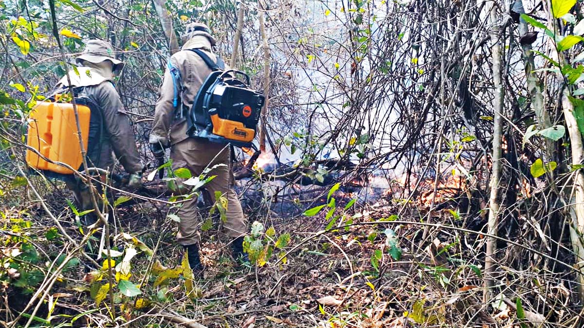 Estado declara situação de emergência ambiental por causa das queimadas no Pantanal