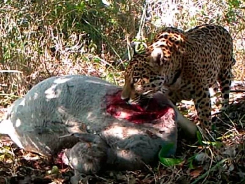 Câmera flagra onça se alimentando de bezerro em fazenda de MS