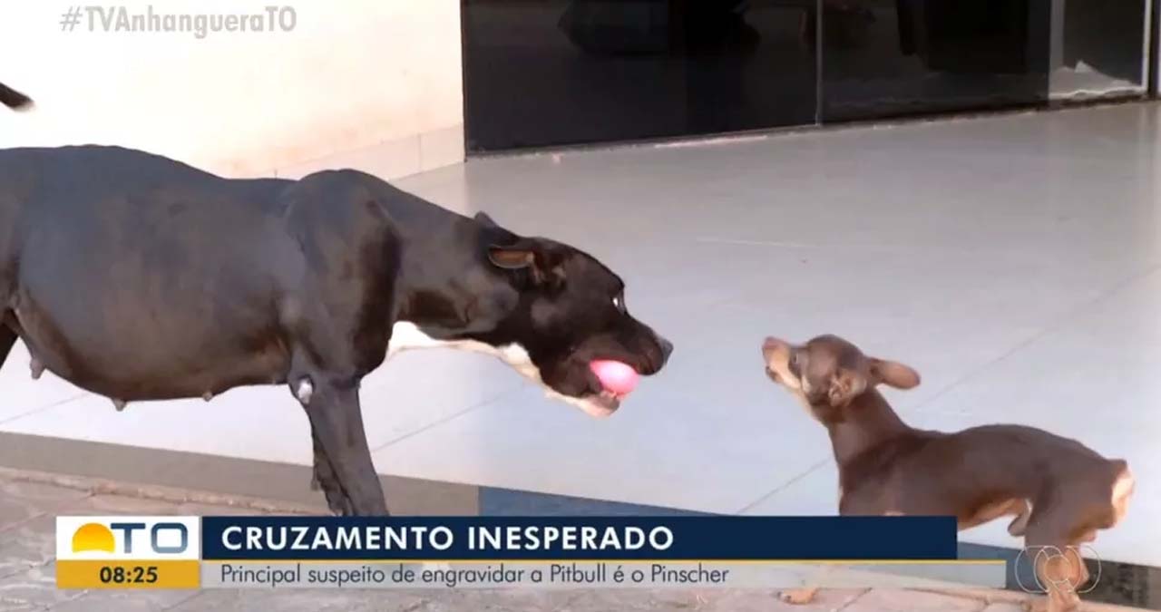 Leia mais sobre o artigo Pinscher é ‘suspeito’ de engravidar cadela pitbull em Palmas