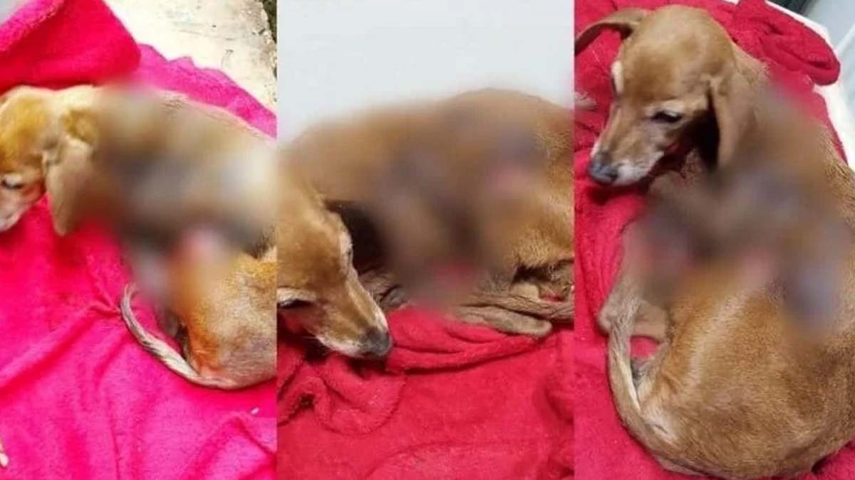 Leia mais sobre o artigo Polícia investiga caso de cadela torturada com água quente em MS