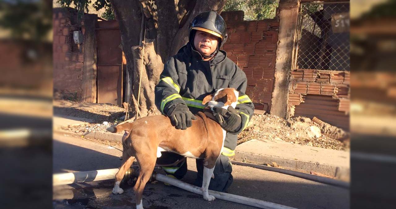 Leia mais sobre o artigo Bombeiros resgatam cão em incêndio que atingiu casa no bairro Cristo Redentor