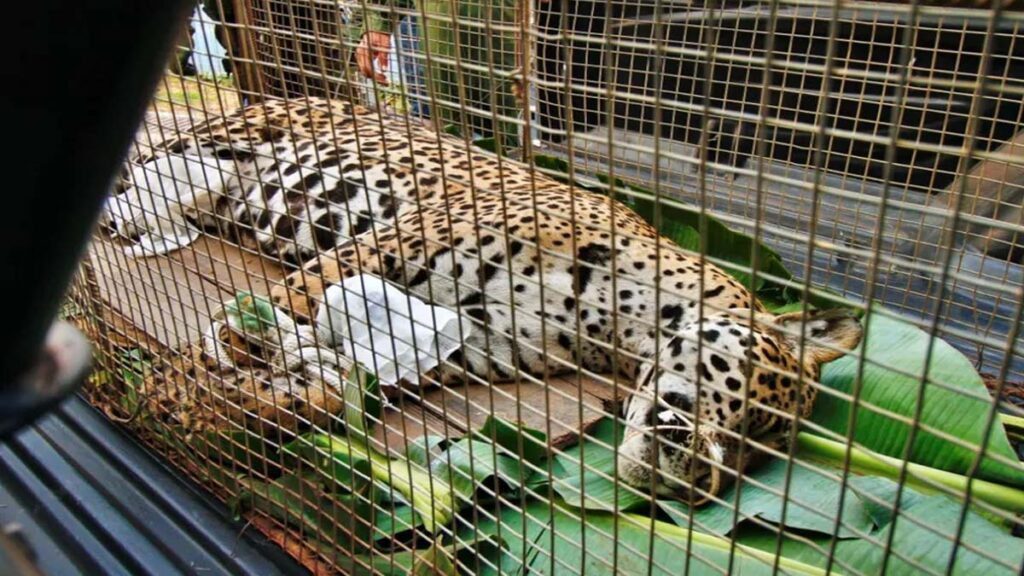 Unidade móvel vai atender animais atingidos pelas queimadas no Pantanal 2 onca pintada