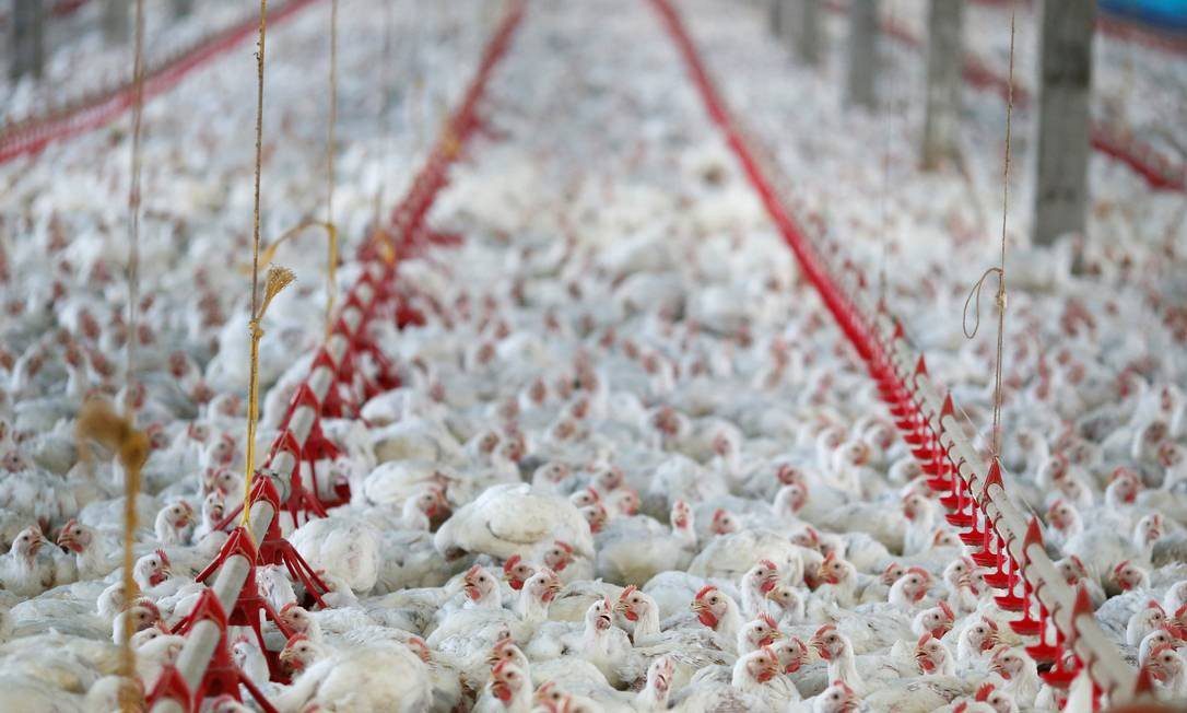 China afirma que asas de frango congeladas do Brasil apresentam teste positivo para coronavírus