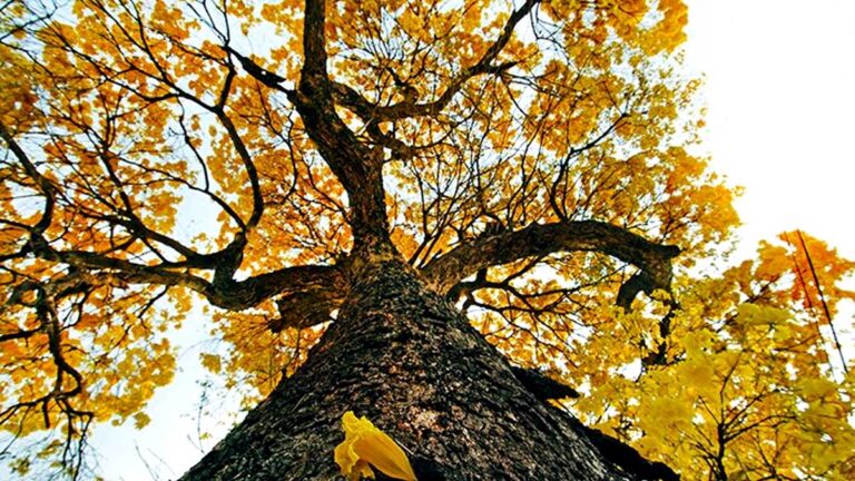 Primavera chega nesta terça-feira com esperança de chuva para o Pantanal