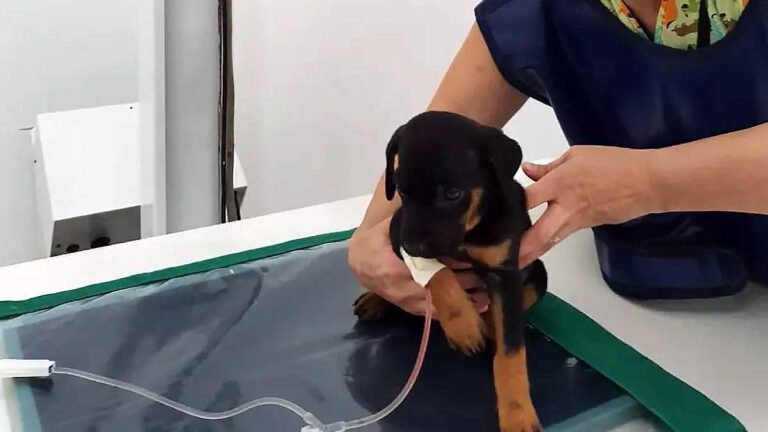 Filhote de cachorro fica ferido após ser jogado de prédio na Bahia