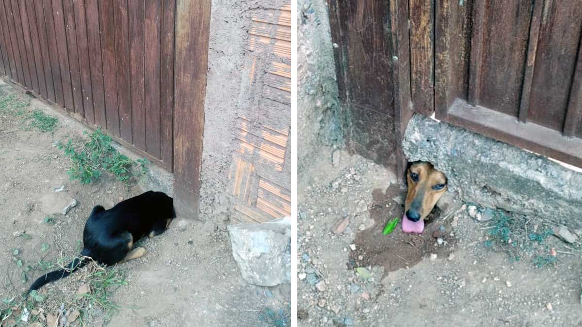 Você está visualizando atualmente Bombeiros resgatam cachorro que ficou preso em buraco de portão no Maria Leite