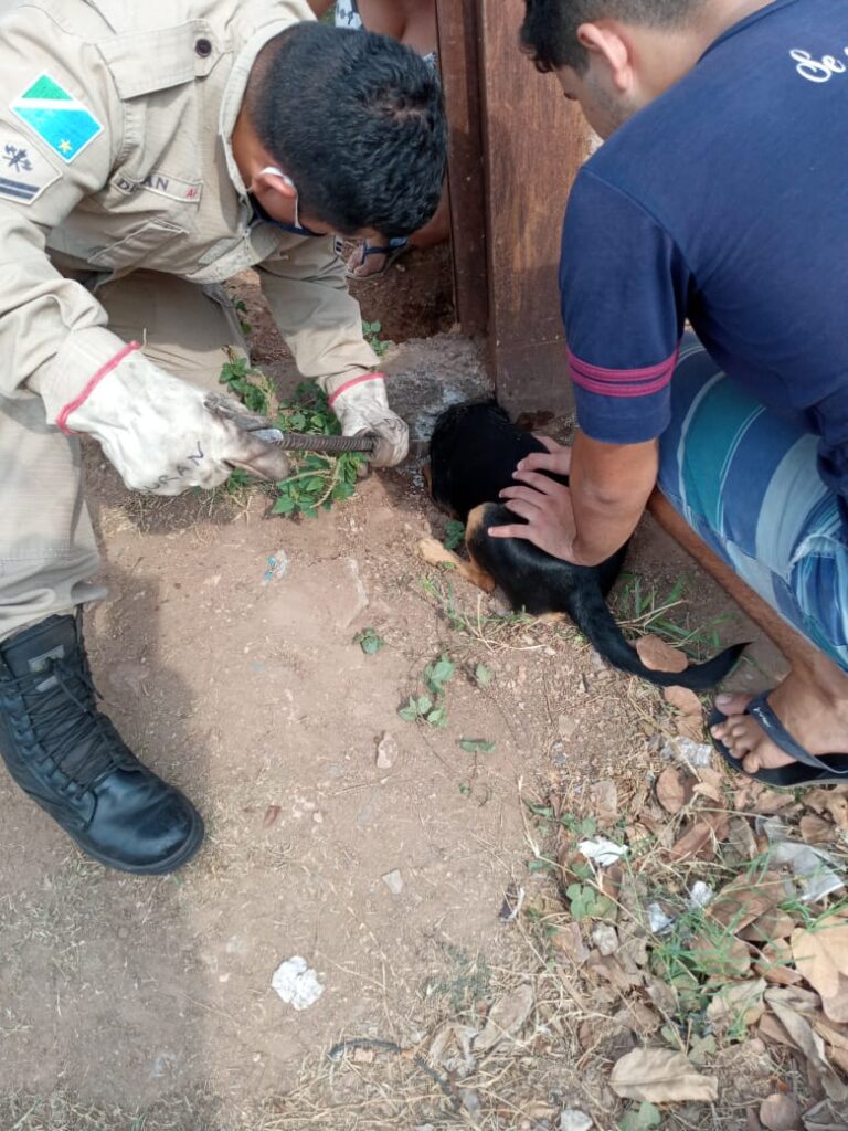 Bombeiros resgatam cachorro que ficou preso em buraco de portão no Maria Leite 2 cachorro preso2