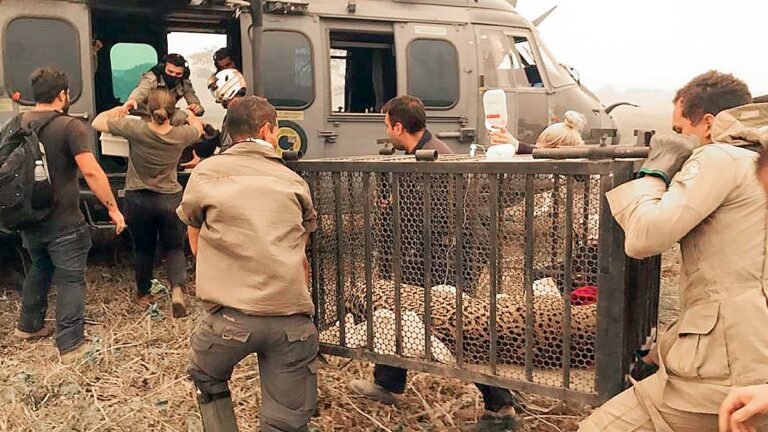 Filhote de onça-pintada ferida é resgatada em meio às queimadas no Pantanal | vídeo
