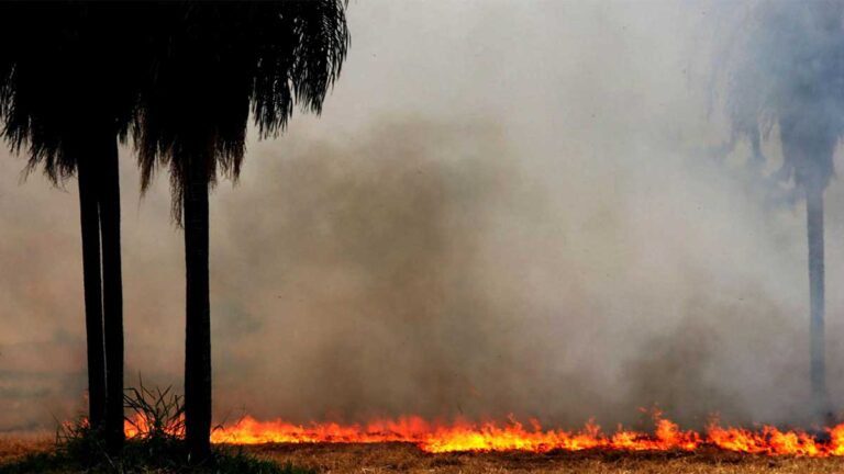 Incêndios: 12% do Bioma Pantanal já foram consumidos pelas queimadas