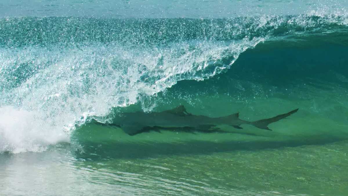 Leia mais sobre o artigo Tubarão é fotografado em onda de praia em Fernando de Noronha