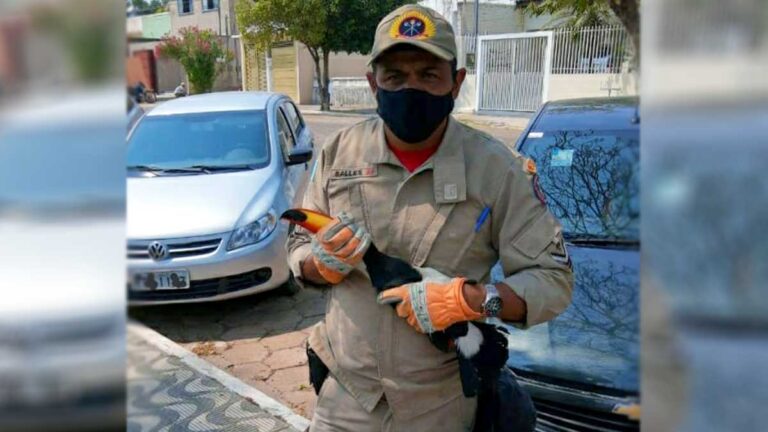 Tucano com ferimento na asa é resgatado pelo Corpo de Bombeiros