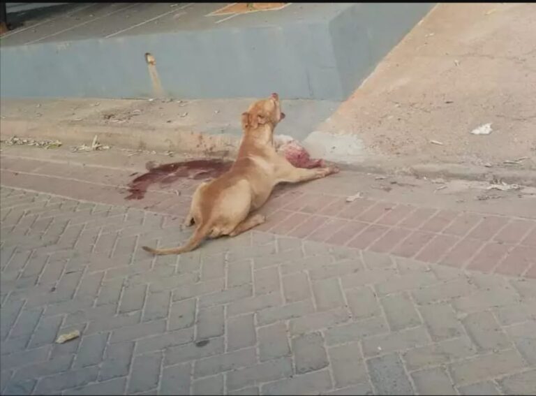 À solta, pitbull tenta atacar pessoas, mata cadelinha e exibe presa pela rua