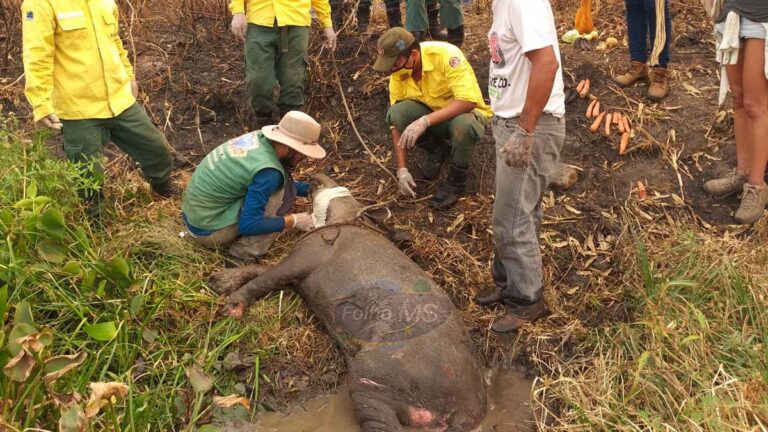 Anta com queimadura nas patas é resgata na região da Serra do Amolar