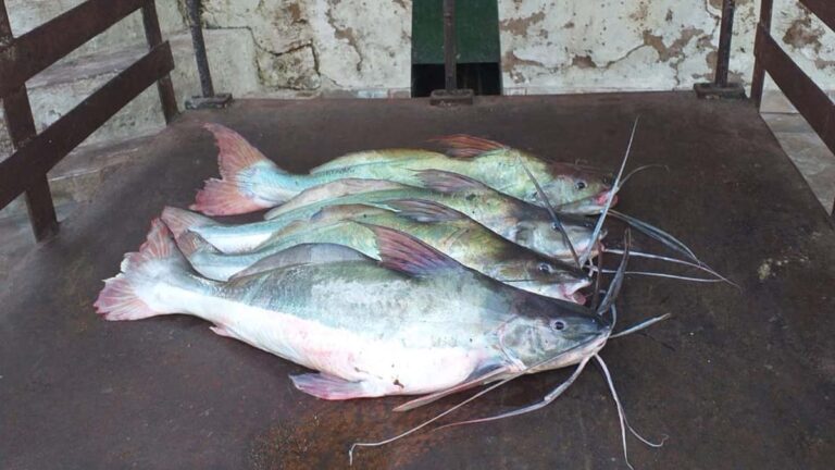 Homem é detido com pescado abaixo da medida na região do Porto Geral de Corumbá