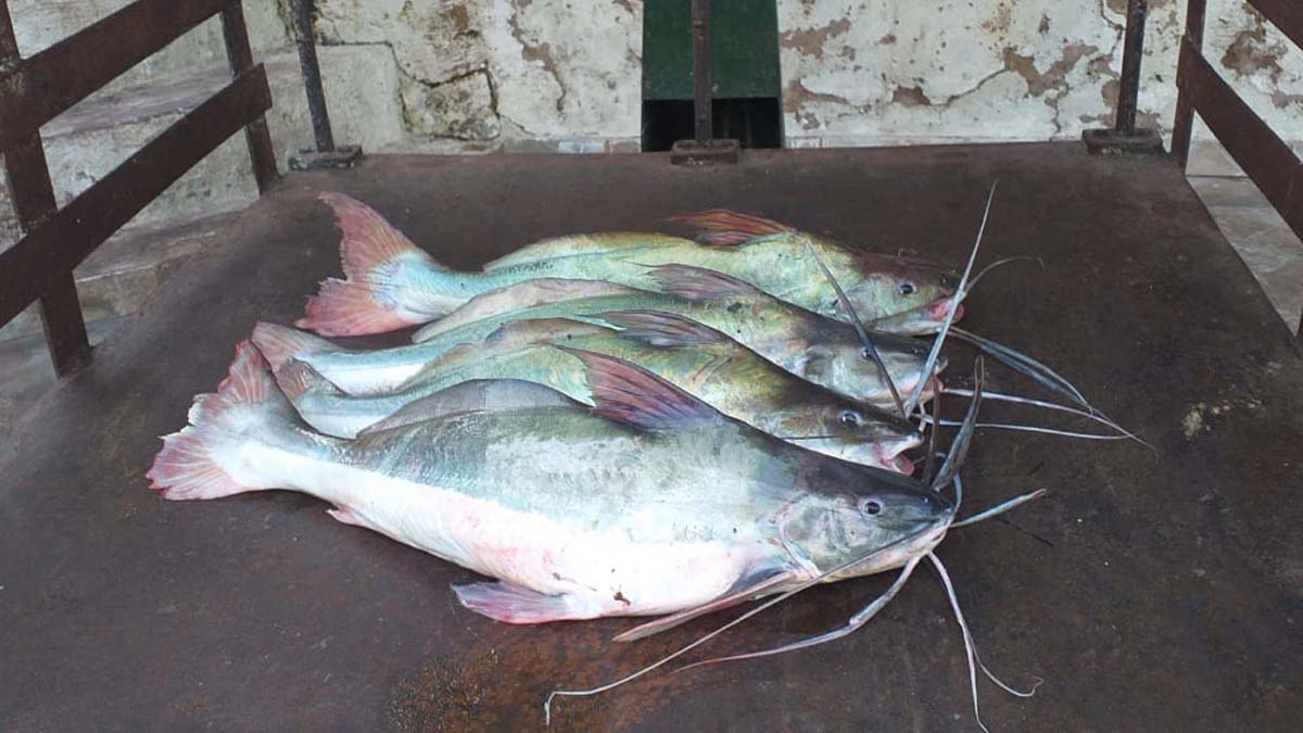 Leia mais sobre o artigo Homem é detido com pescado abaixo da medida na região do Porto Geral de Corumbá