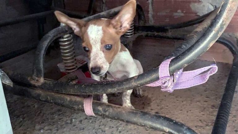Homem é preso após deixar cachorros sem água e comida por quatro dias em Bonito