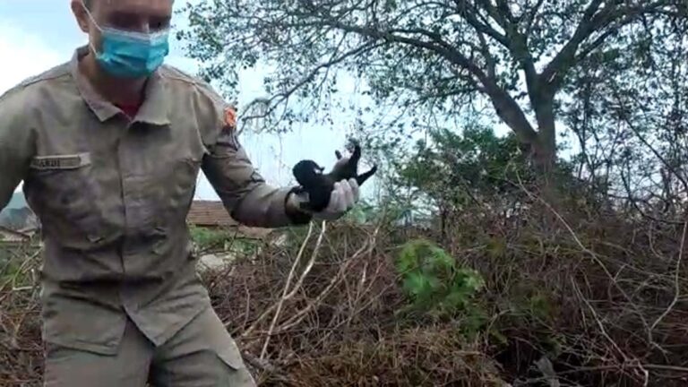 Bombeiros resgatam filhotes de cachorro que caíram em vão de pedras no Corumbella