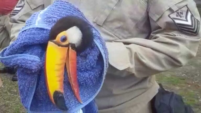 Tucano ferido é resgatado por moradora no bairro Universitário