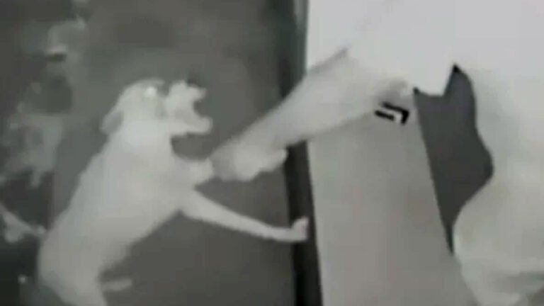 Homem flagrado agredindo e atirando em cachorro é preso em MS