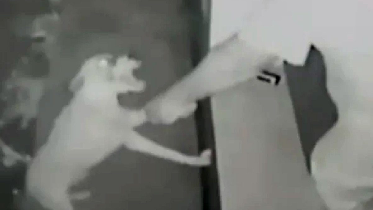 agrediu animal