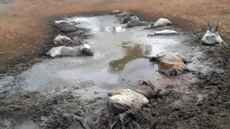 Pecuarista de MS deixa 236 cabeças de gado sem comida e animais morrem aos poucos
