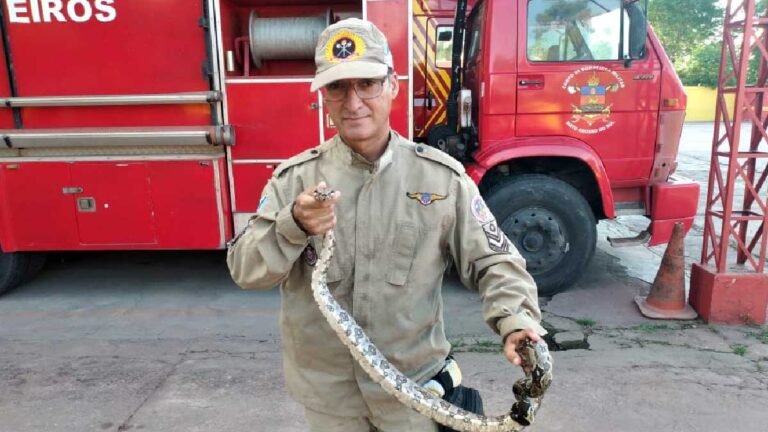 Jiboia é capturada em quintal de casa no Maria Leite