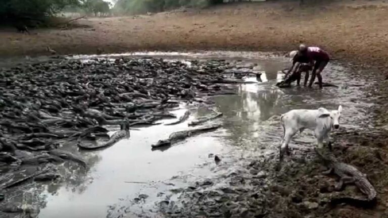 Seca no Pantanal forma “rio” de jacarés, que podem virar canibais por falta de comida