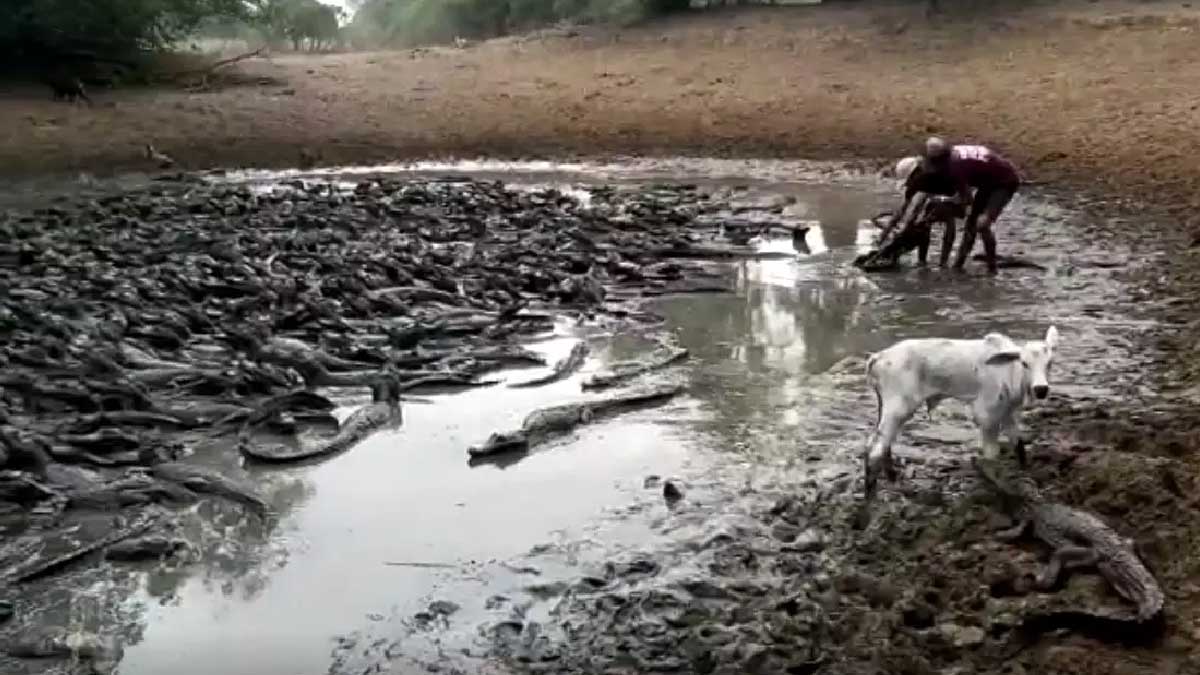 Leia mais sobre o artigo Seca no Pantanal forma “rio” de jacarés, que podem virar canibais por falta de comida