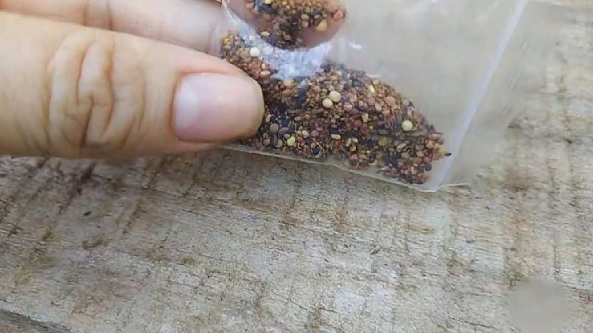 Você está visualizando atualmente Análise feita em sementes enviadas da China mostra presença de pragas que não existem no Brasil
