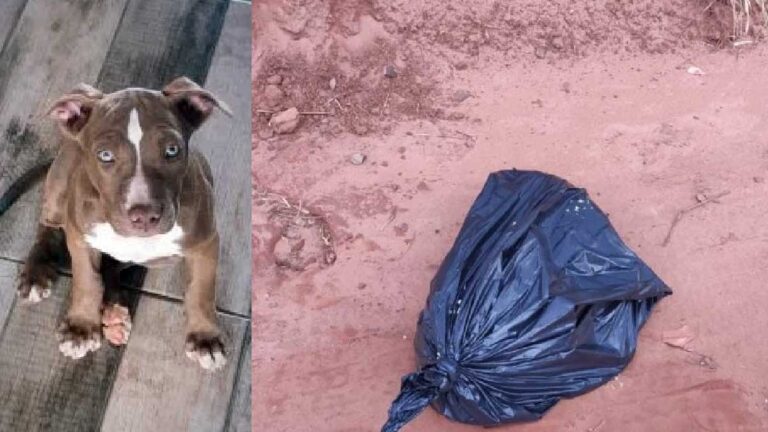 Mulher é presa após espancar filha e matar filhote de Pitbull em MS