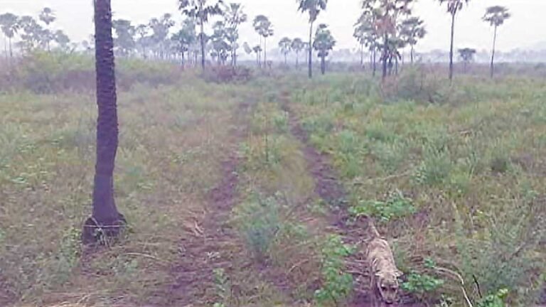 Criação de estrada para ligar região do Castelo a Corumbá é solicitada na Câmara