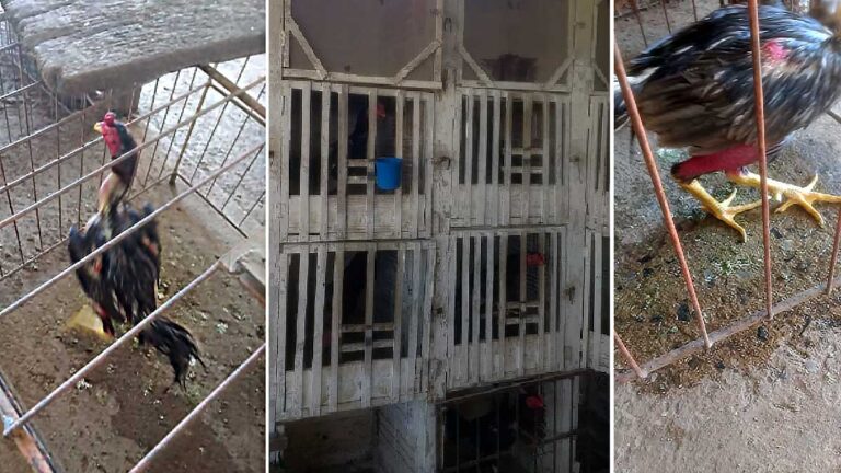 PMA fecha criadouro de galos de rinha e apreende 86 aves no bairro Cristo Redentor