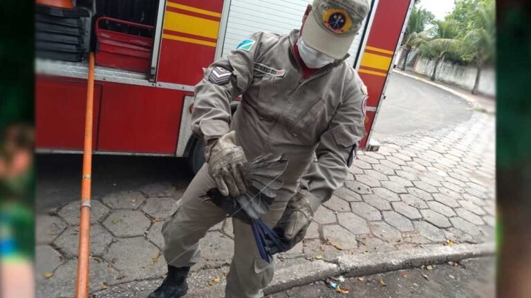 Bombeiros resgatam ave presa em linha de pipa
