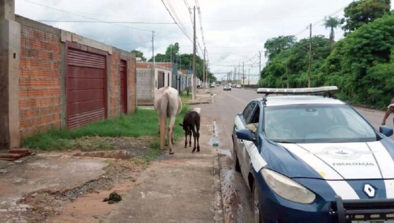 Prefeitura divulga telefone para recolhimento de animais de grande porte