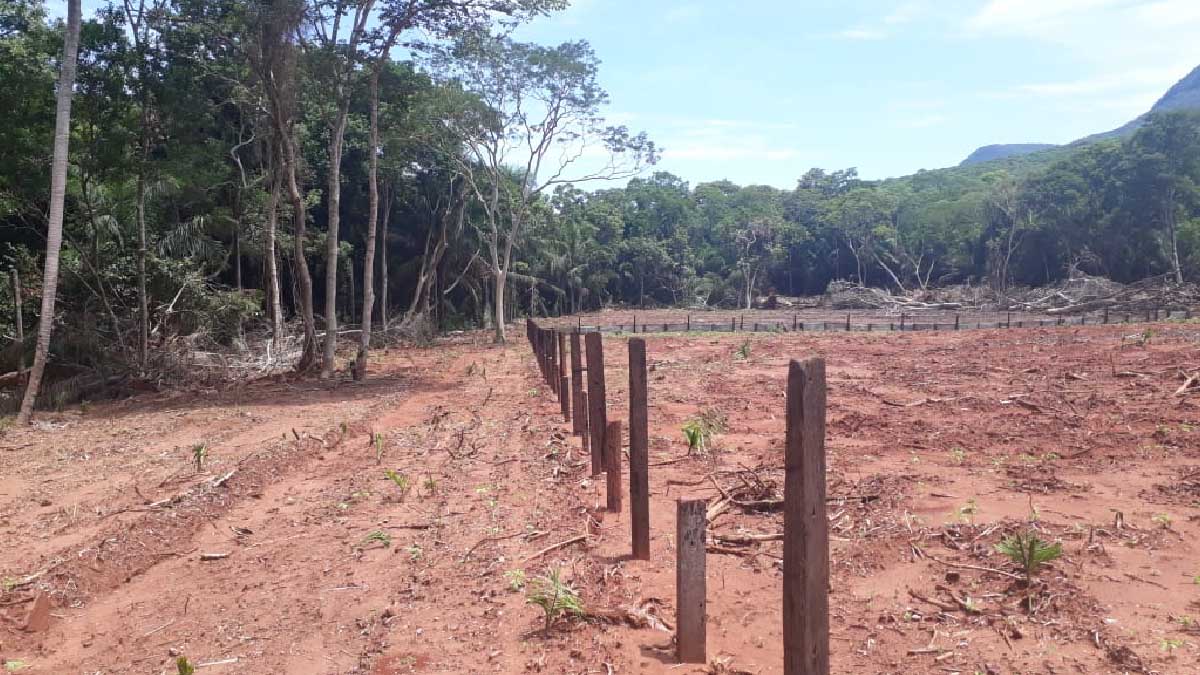 Você está visualizando atualmente Homem é multado por desmatar área as margens da Estrada Parque Pantanal