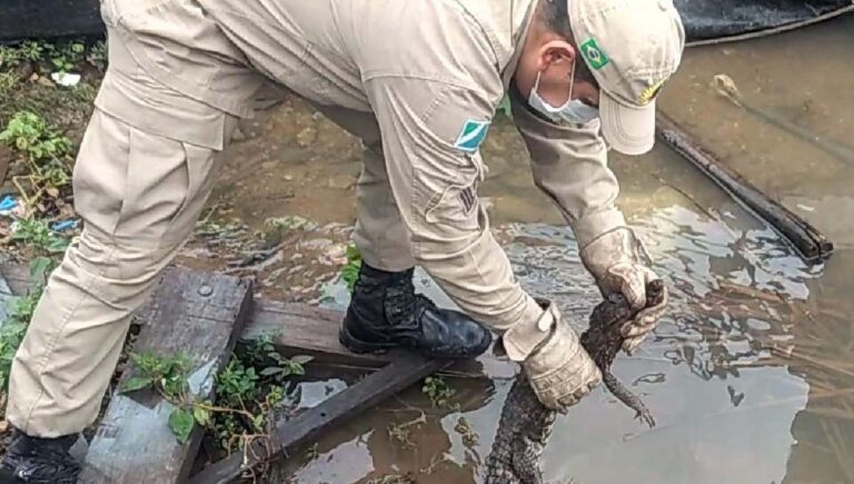 Jacaré é capturado dentro de casa em Ladário
