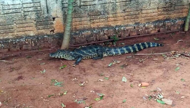 Jacaré de 1,5 metro é flagrado durante “passeio” nas ruas de Aquidauana