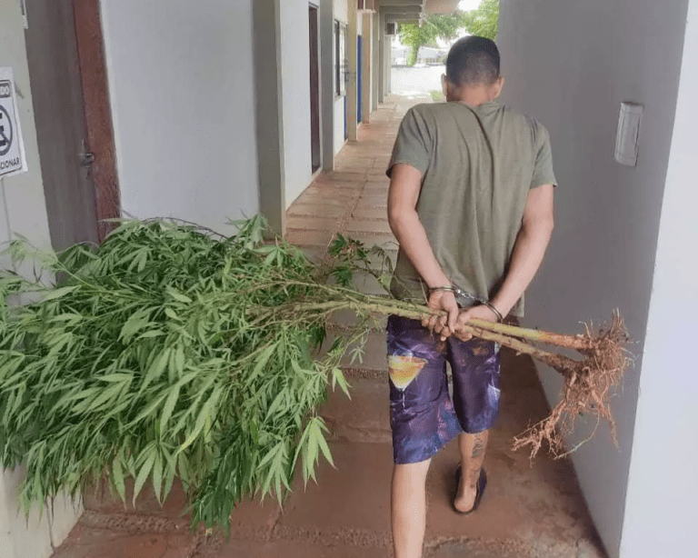 Preso pela PM, integrante do PCC plantava maconha no quintal de casa
