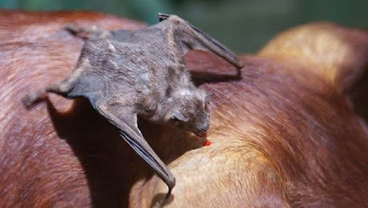 Leia mais sobre o artigo Iagro emite alerta para morcegos-vampiros, que já matou mais de 100 bovinos em MS