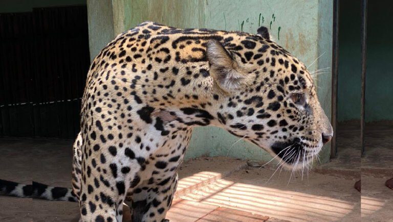 Onça resgatada com queimaduras no Pantanal será reinserida na natureza