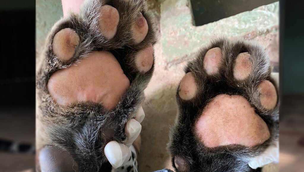 onca pintada queimada